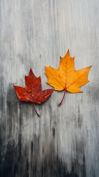 two leaves laying wooden surface gray background maple different characters parallelism wear tear border protection catalog trading leave avoid symmetry left