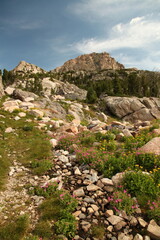 Stream with wildflowers in Beartooth Mountains, Montana
