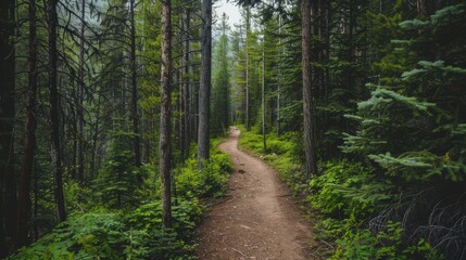 Fototapeta premium Serene Path Through an Evergreen Forest