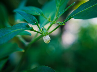Fresh Chili Flower Buds in the Garden
