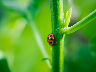 Ladybug on a Green Leaf