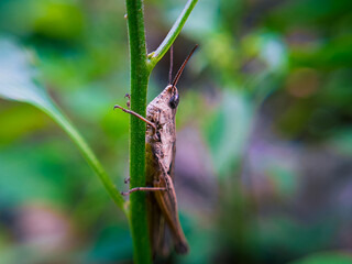 Grasshopper on a Leaf