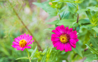 Obraz premium A zinnia with dark pink petals found on the roadside. Zinnia elegans, Zinnia dahlia Flowered