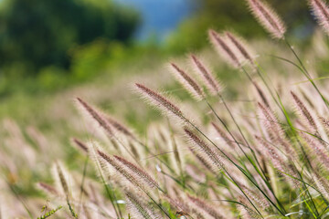Foxtail fountain grass swaying in the autumn wind. Chinese pennisetum, Chinese fountain grass, dwarf fountain grass, swamp foxtail grass, Sukryeong
