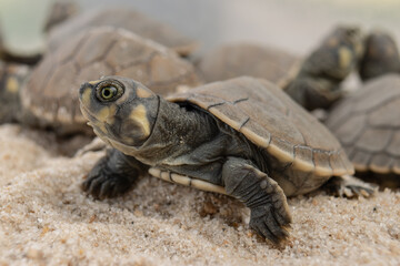 Taricayas or Amazon river turtles, are aquatic turtles that live in the rivers of the Amazon, photos of small taricayas born on beaches