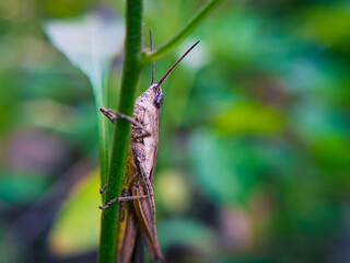 Grasshopper on a Leaf