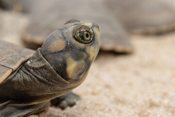 Taricayas or Amazon river turtles, are aquatic turtles that live in the rivers of the Amazon, photos of small taricayas born on beaches