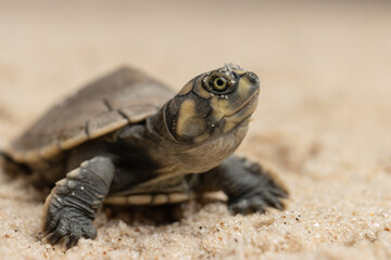 Taricayas or Amazon river turtles, are aquatic turtles that live in the rivers of the Amazon, photos of small taricayas born on beaches