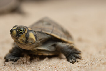 Taricayas or Amazon river turtles, are aquatic turtles that live in the rivers of the Amazon, photos of small taricayas born on beaches