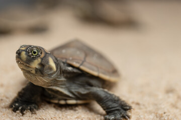 Taricayas or Amazon river turtles, are aquatic turtles that live in the rivers of the Amazon, photos of small taricayas born on beaches