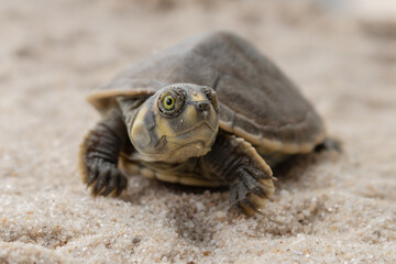 Taricayas or Amazon river turtles, are aquatic turtles that live in the rivers of the Amazon, photos of small taricayas born on beaches
