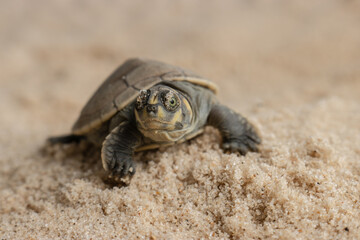 Taricayas or Amazon river turtles, are aquatic turtles that live in the rivers of the Amazon, photos of small taricayas born on beaches