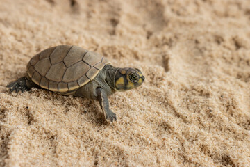 Taricayas or Amazon river turtles, are aquatic turtles that live in the rivers of the Amazon, photos of small taricayas born on beaches
