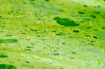Paraiso Verde or Philodendron paraiso verde or verdant paradise or Philodendron paraiso and rain drop or dew drop or leaf background
