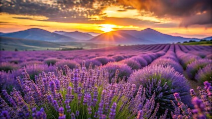 Fototapeta premium Lavender field at sunset with hills in the background Extreme Close-Up
