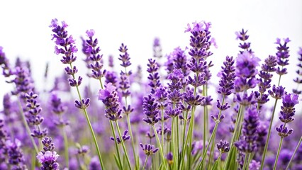 Naklejka premium Lavender flower plants isolated on white background with shallow depth of field
