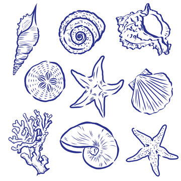 Line drawing of Set of seashells and starfishes coral and in simple linear style. for pattern design or artwork and other