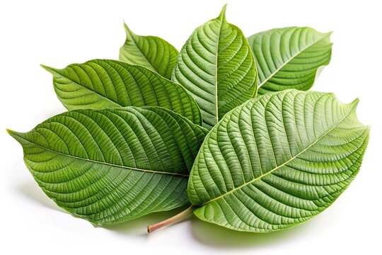 Leaves of Kratom or mitragynine on white background isolated Low Angle