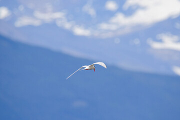 Arctic tern flying over Puerto Natales during the austral summer in Patagonia, Chile, Magallanes and Antartica Chilena Region