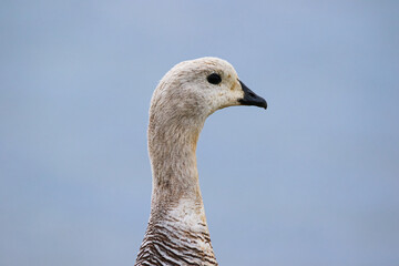 Male Magellan goose (Chloephaga picta) in Puerto Natales during the austral summer in Patagonia, Chile, Magallanes and Antartica Chilena Region