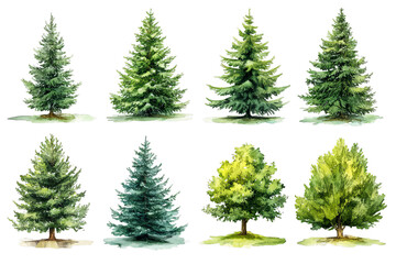 Fototapeta premium Watercolor Illustration of Various Evergreen Trees