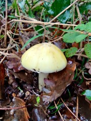 mushroom in the forest