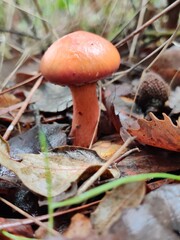 mushroom in the forest