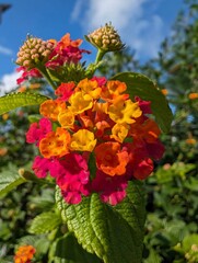 red and yellow flowers