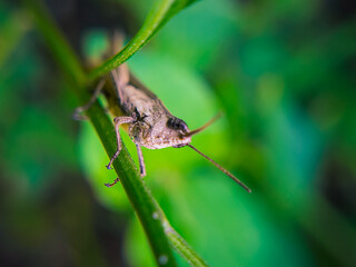 Grasshopper on a Leaf