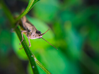 Grasshopper on a Leaf