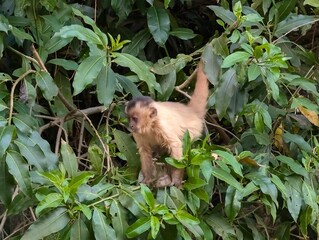 monkey Formosa Brazil 