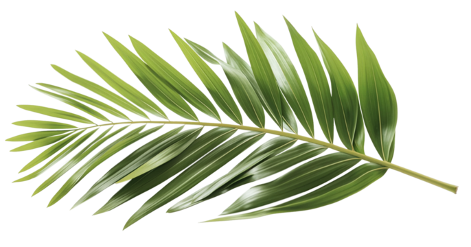 A tropical green palm leaf png, natural and environmentally friendly, plant