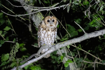 Ein Waldkauz frontal nachts auf einem Ast sitzend