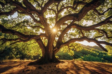 Fototapeta premium A Majestic Oak Tree Silhouetted Against The Sun