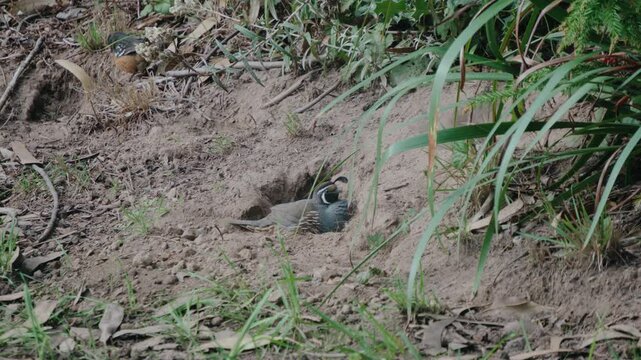 california quail taking a dirt bath