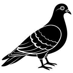 dove isolated on white