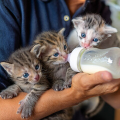 ミルクを飲む子猫たち