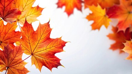 Fototapeta premium Low angle shot of red and orange maple leaves against a white background