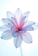 Fototapeta premium White flower is beautyful, soft pastel colors, light pink on white background. 