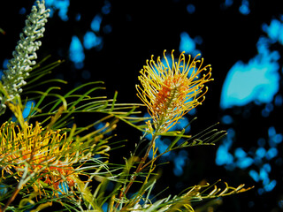 grevillea honey gem flower close up in nature