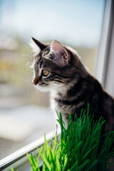 A tabby cat sits on the windowsill and looks out the window. There is a pot of grass nearby for the health of pets. The concept of pet care and healthy nutrition for domestic cats.