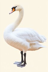 Obraz premium Mute Swan: Majestic Cygnet Bird with Beautiful White Feathers