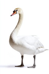 Fototapeta premium Mute Swan. Majestic white swan isolated on a blank background