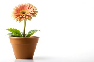 Nice flower in a pot displayed at a tilted angle against a white background