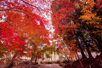 Gion,The district was built to accommodate the needs of travellers and visitors to the shrine.It eventually evolved to become one of the most exclusive and well-known geisha districts in all of Japan