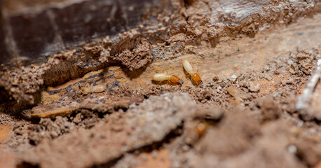 Close up of Termites Eating wood, (Termite damage house)