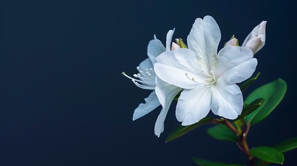 Fototapeta premium A delicate white azalea flower isolated on a navy blue background.