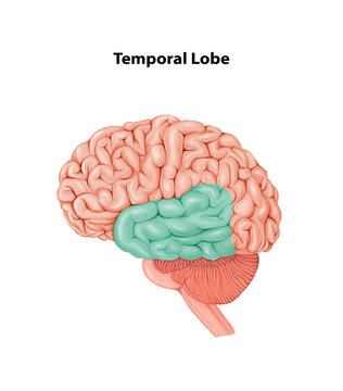 Temporal Lobe Medical Illustration Human Brain anatomy