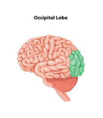 Occipital Lobe  Medical Illustration Human Brain anatomy