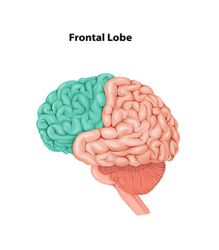 Frontal Lobe Medical Illustration Human Brain anatomy